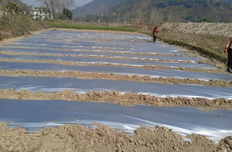 आँधीखोला किनार क्षेत्रमा तर्बुजाखेती सुरु